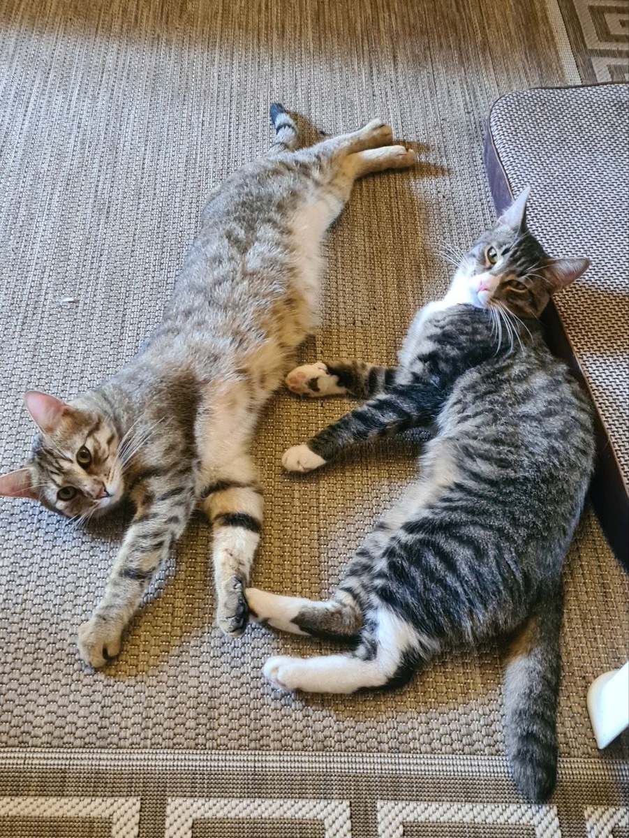 Ветерок и Фунтик