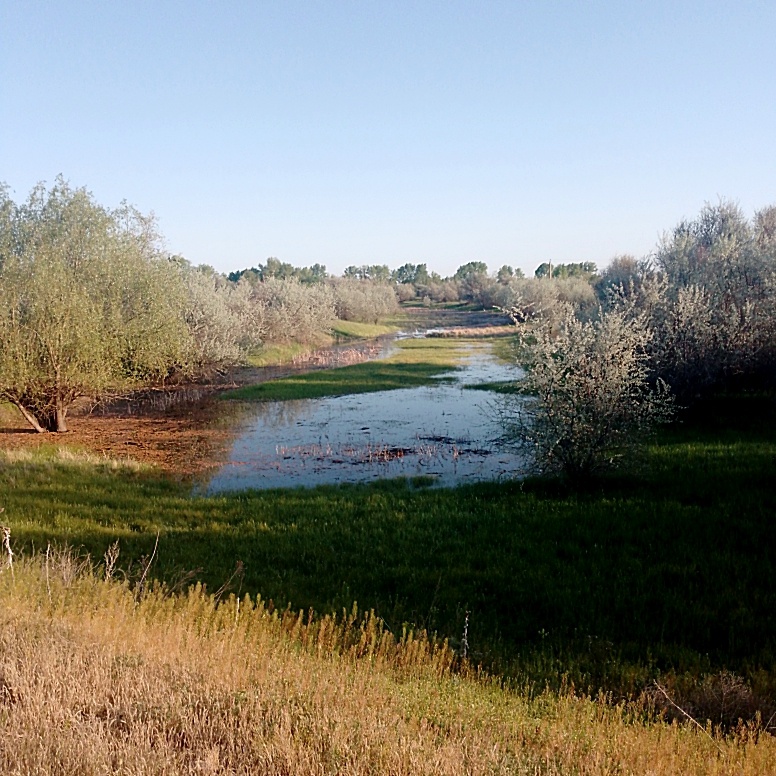 Заливные луга)