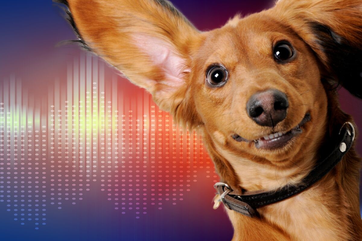 Какие звуки слышат собаки