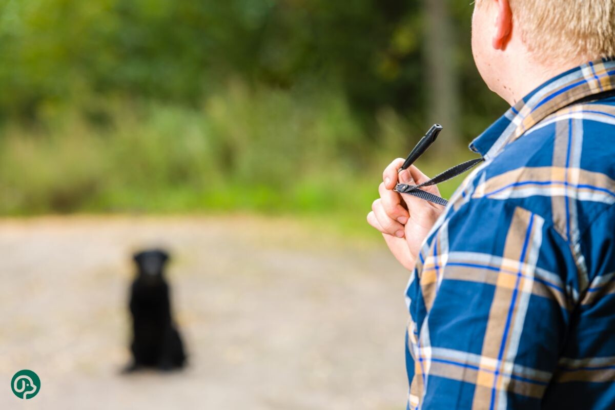 Дрессировка 