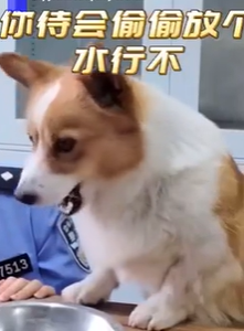    Официальный аккаунт китайской полиции в сети X опубликовал видеозапись, на которой запечатлен момент, когда Фузай набрасывается на сосиску. Впоследствии, собаку усадили перед столом и официально объявили о предъявленных обвинениях в воровстве и нарушении этических норм.