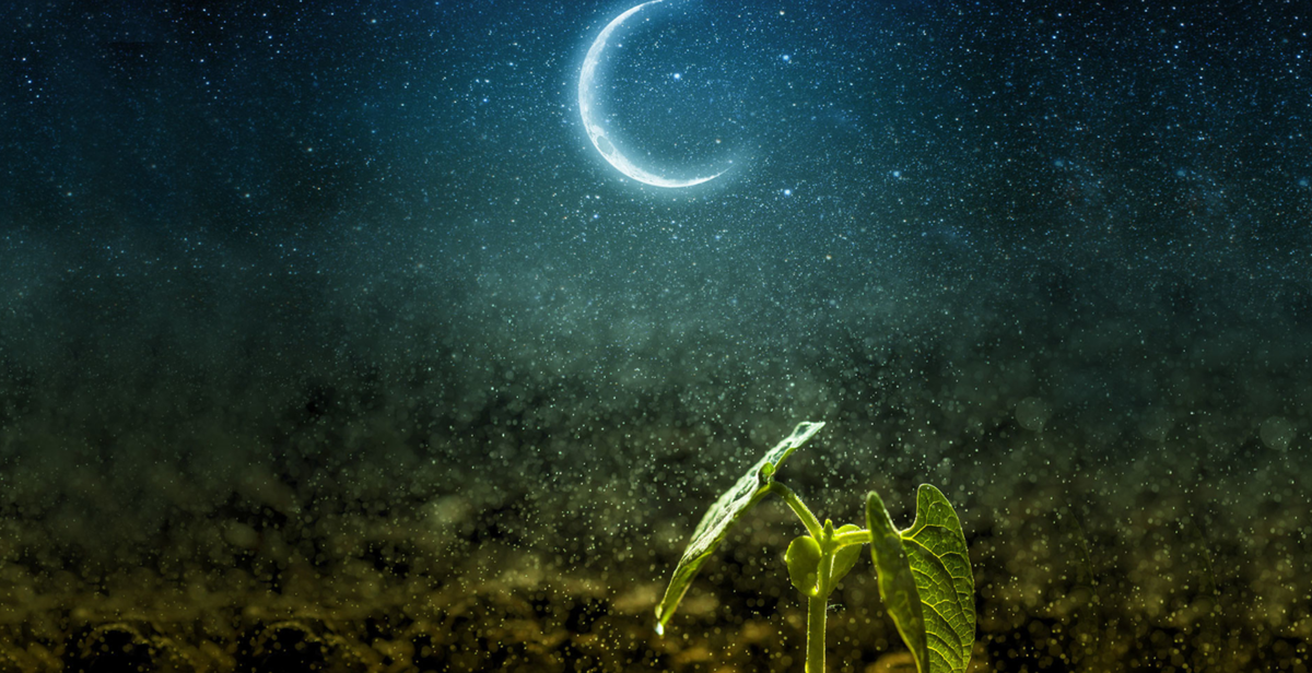 Лунный календарь посадок 