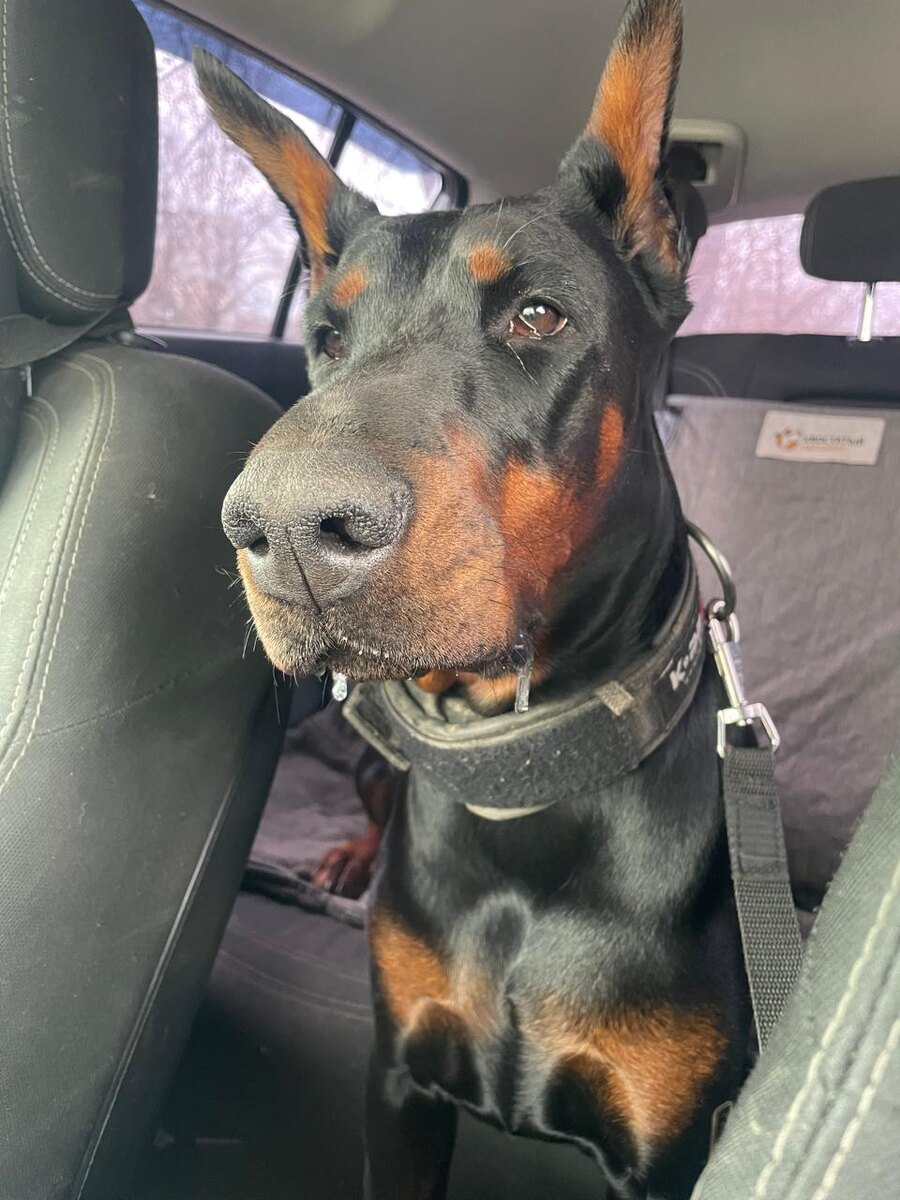 Питомник доберманов Рала Гравити