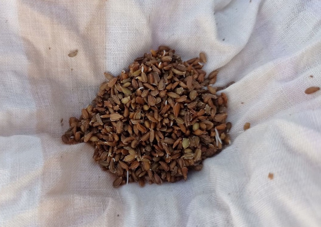 Два дня в земле.