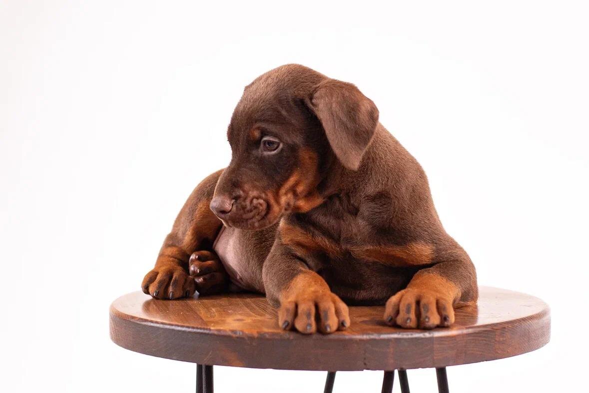 Щенки доберманов