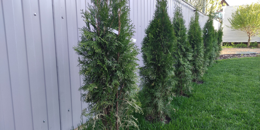 Зачем сажать туи, которые постоянно сохнут, болеют и чернеют: есть вариант в разы дешевле, лучше и красивее