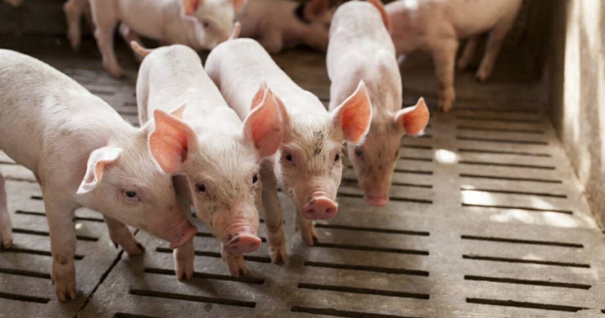    Фото t.me/rsn_yug