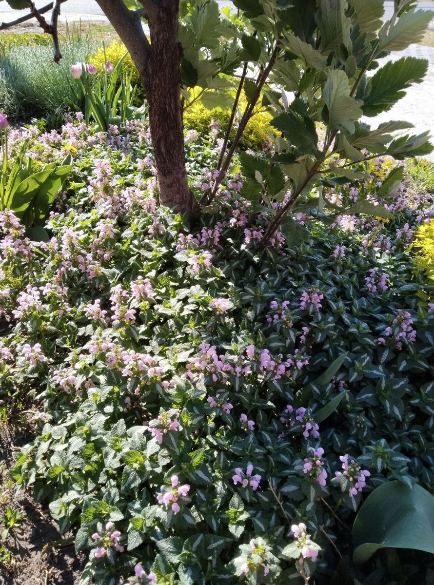 Яснотка пятнистая