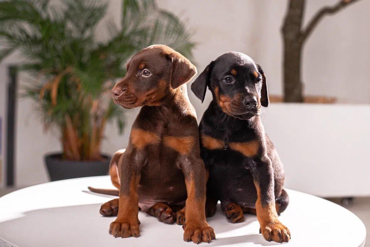 Купить добермана в Москве 