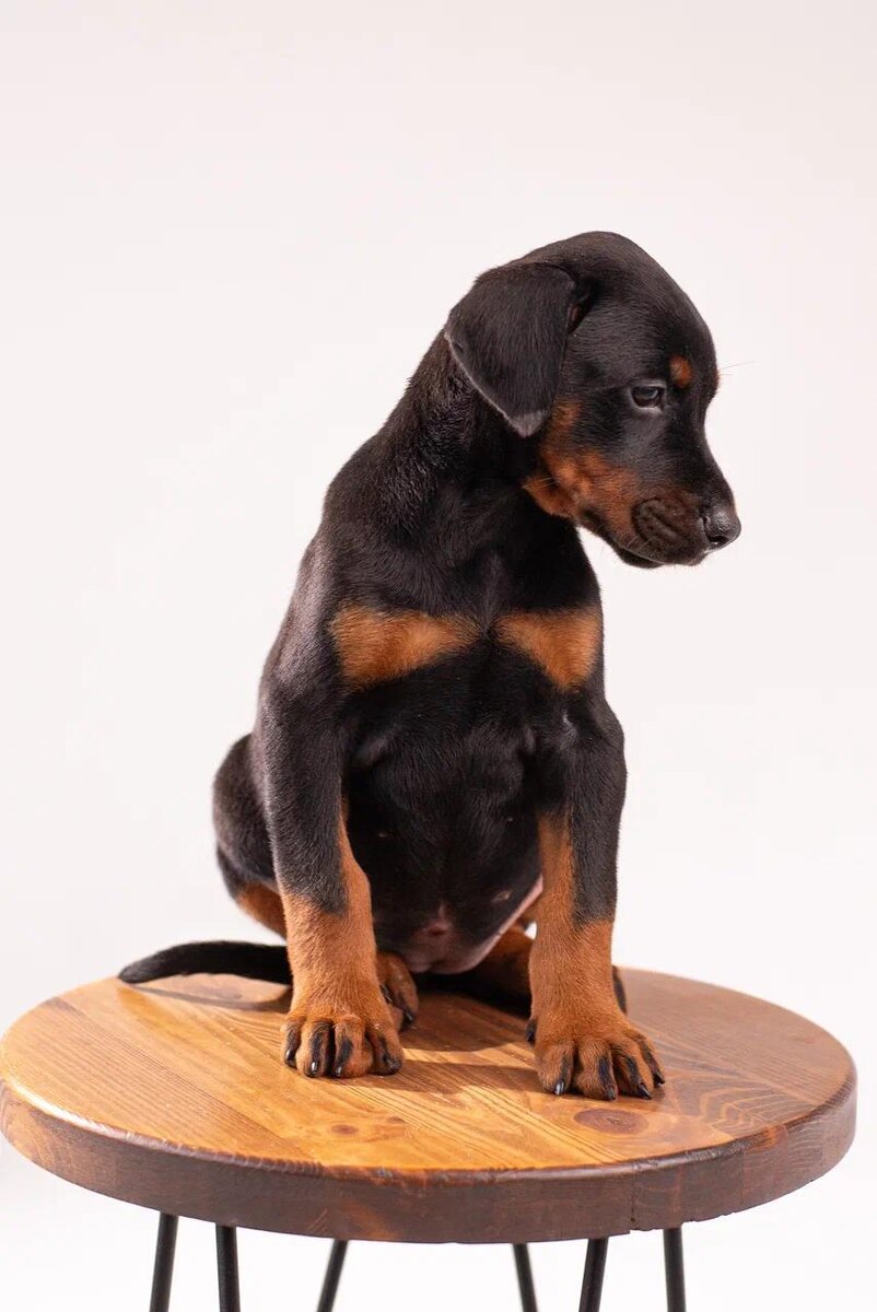 Доберман - лучшая порода