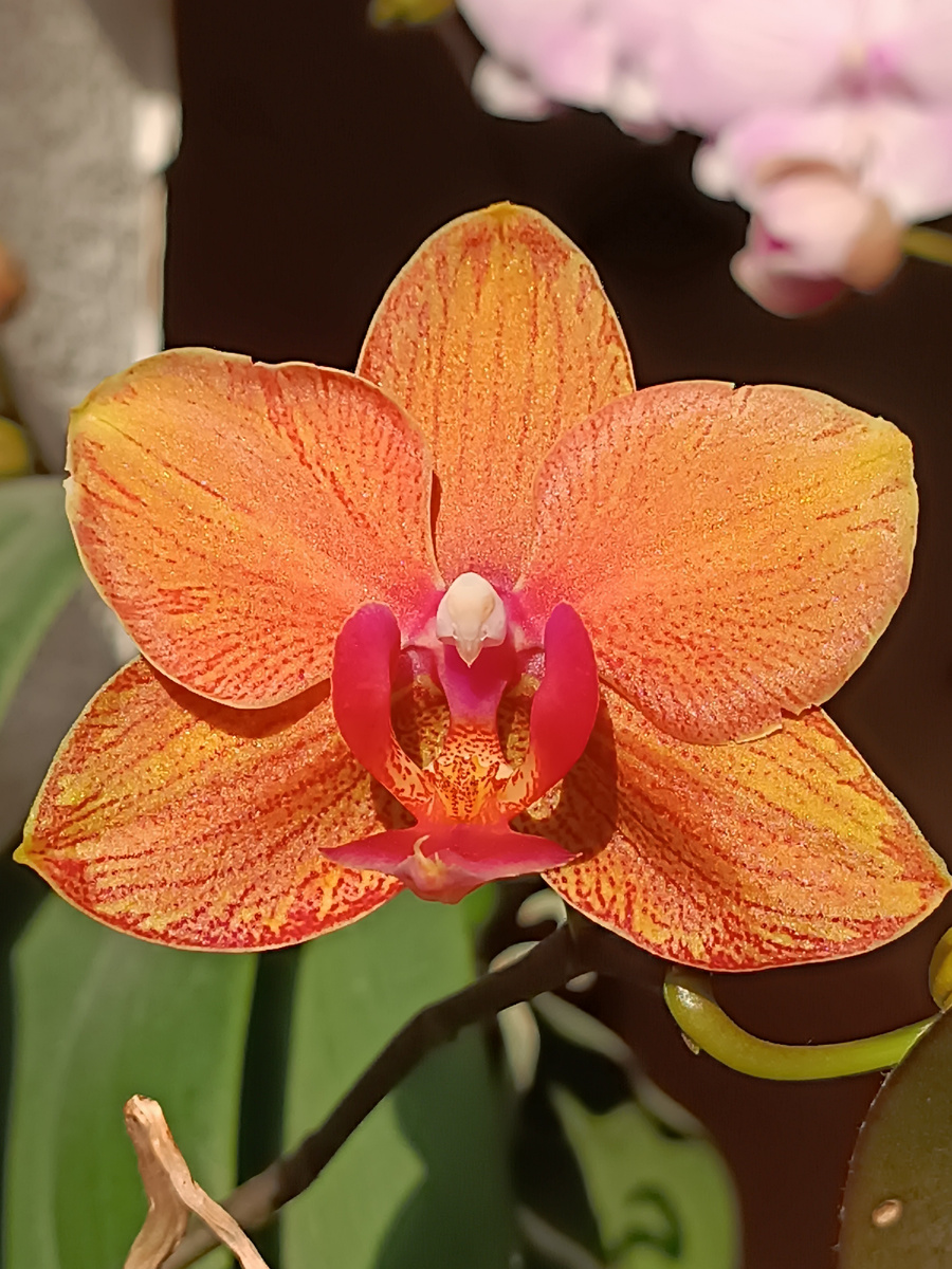 Обложка статьи. Фаленопсис Дубровник цветение 2024