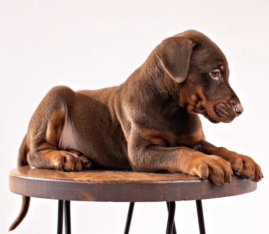 Как выбрать щенка добермана