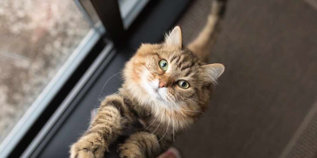 Взгляните на меня, мяу! 8 причин, почему кошки добиваются вашего внимания