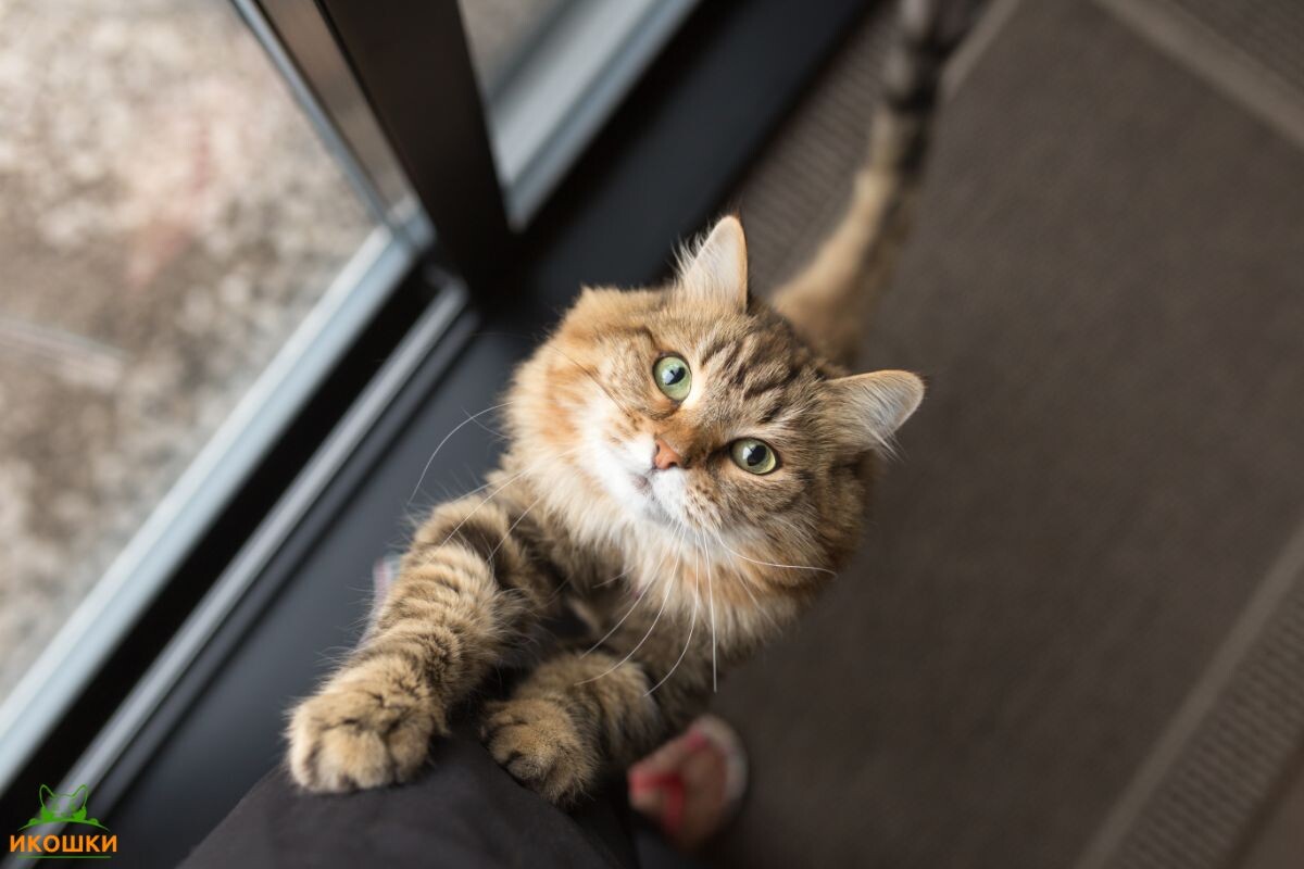 Домашний кот прижался к человеку и просит внимания