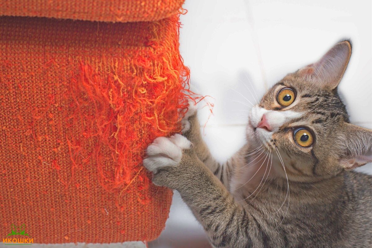 Котик царапает диван 