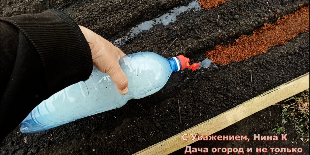 Морковь без прореживания - всходы через 3 дня! Супер способ посева урожайной и толстой моркови.