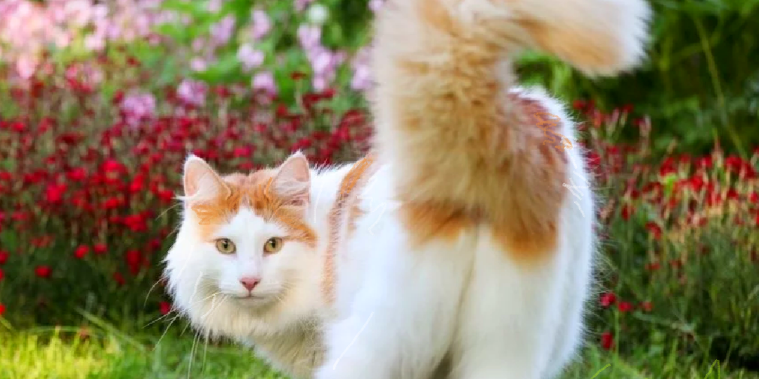 😸Почему кошка поворачивается к хозяину задом? Секреты кошачьего этикета