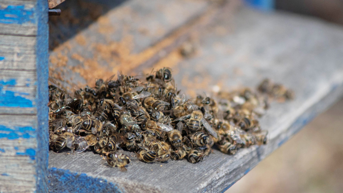 фото для примера