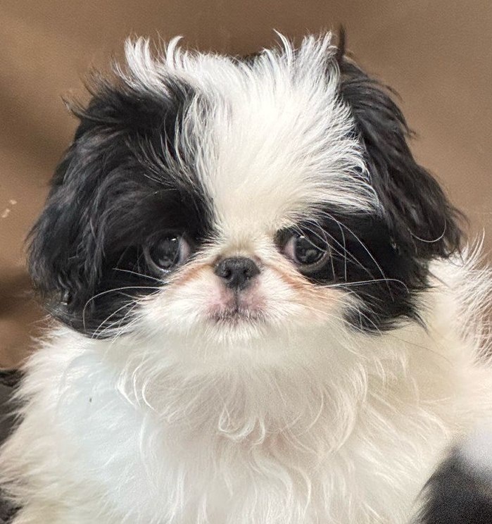 Сойка (Рапсодия) 3,5 мес