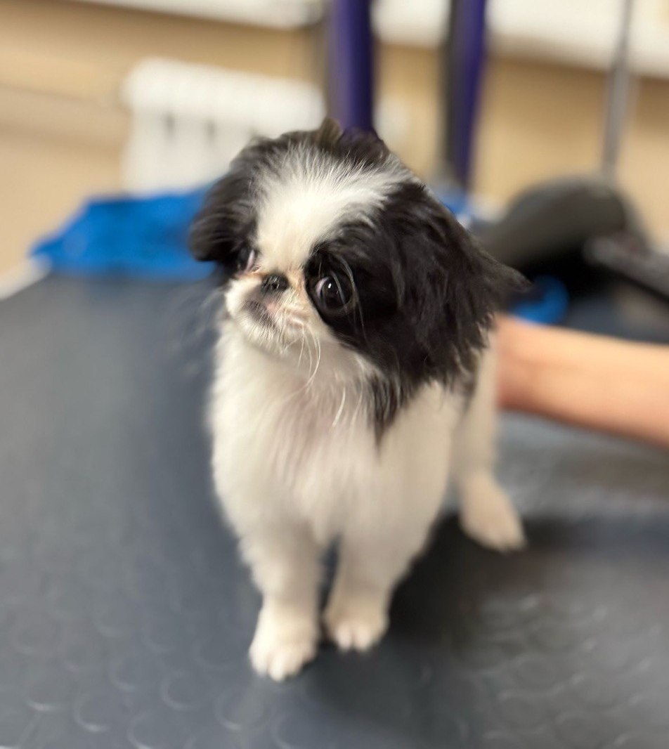 СС Рерих.3,5 мес