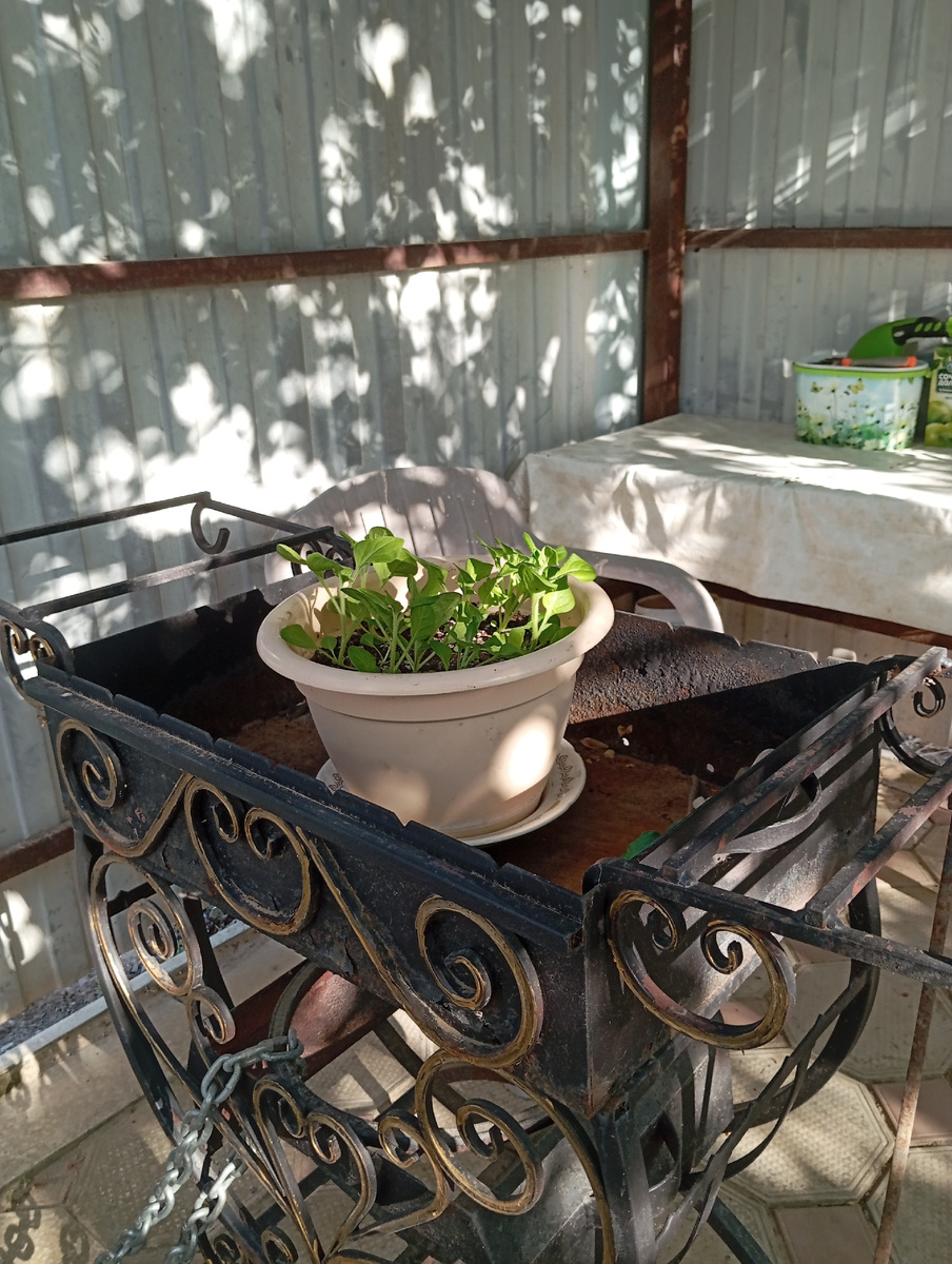 Мои петуньи взошли, посадила их семенами. 