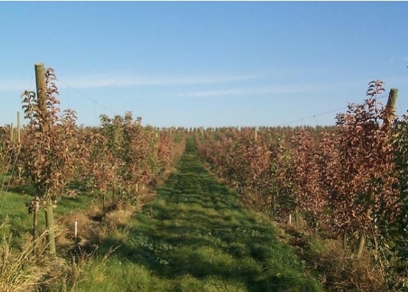 Погибший сад https://cyberpedia.su/19x4274.html