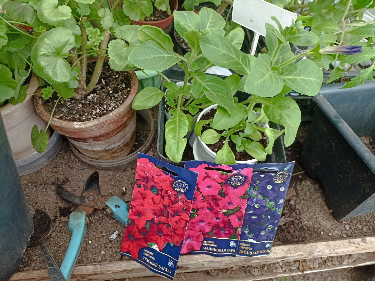 Петунии гибридные готовы для пересадки в горшки. Фото автора