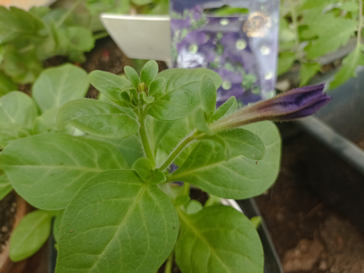 Петуния Звездная ночь выпустила бутоны. Кстати самыми ароматными бывают цветки у гибридов фиолетовой окраски. Фото автора