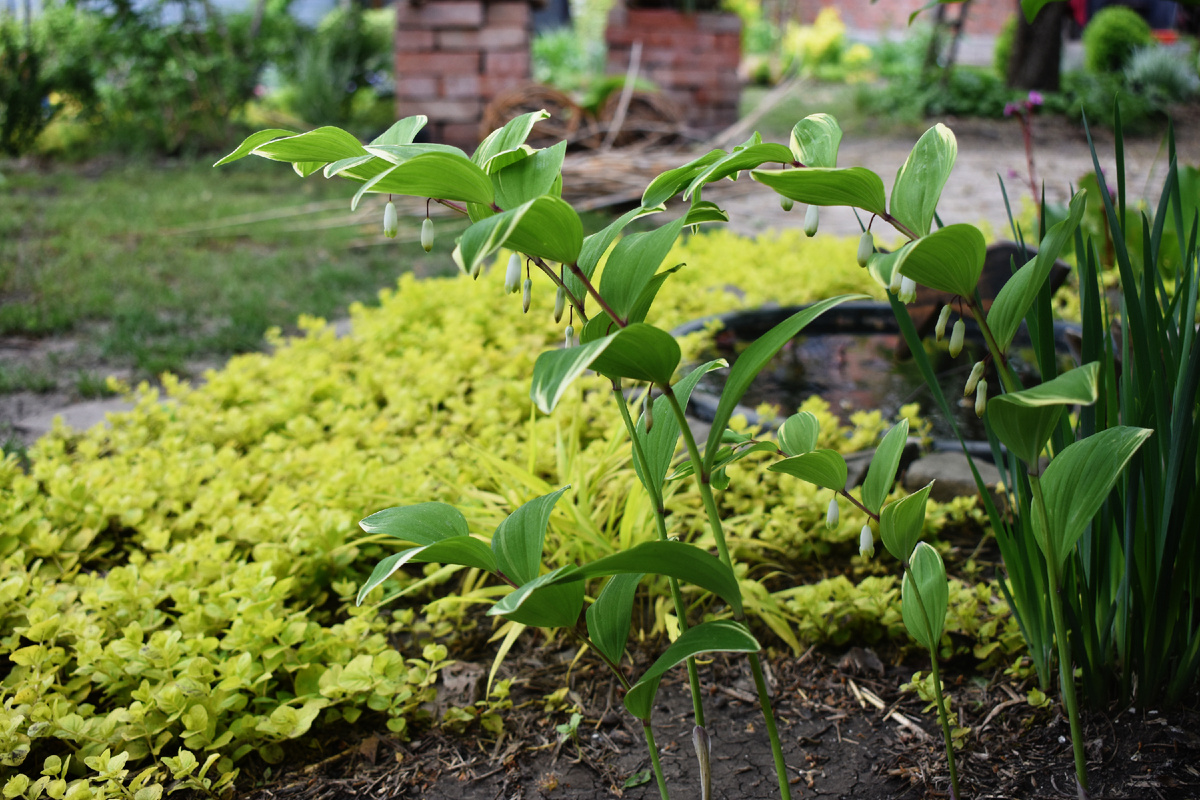 Купена душистая