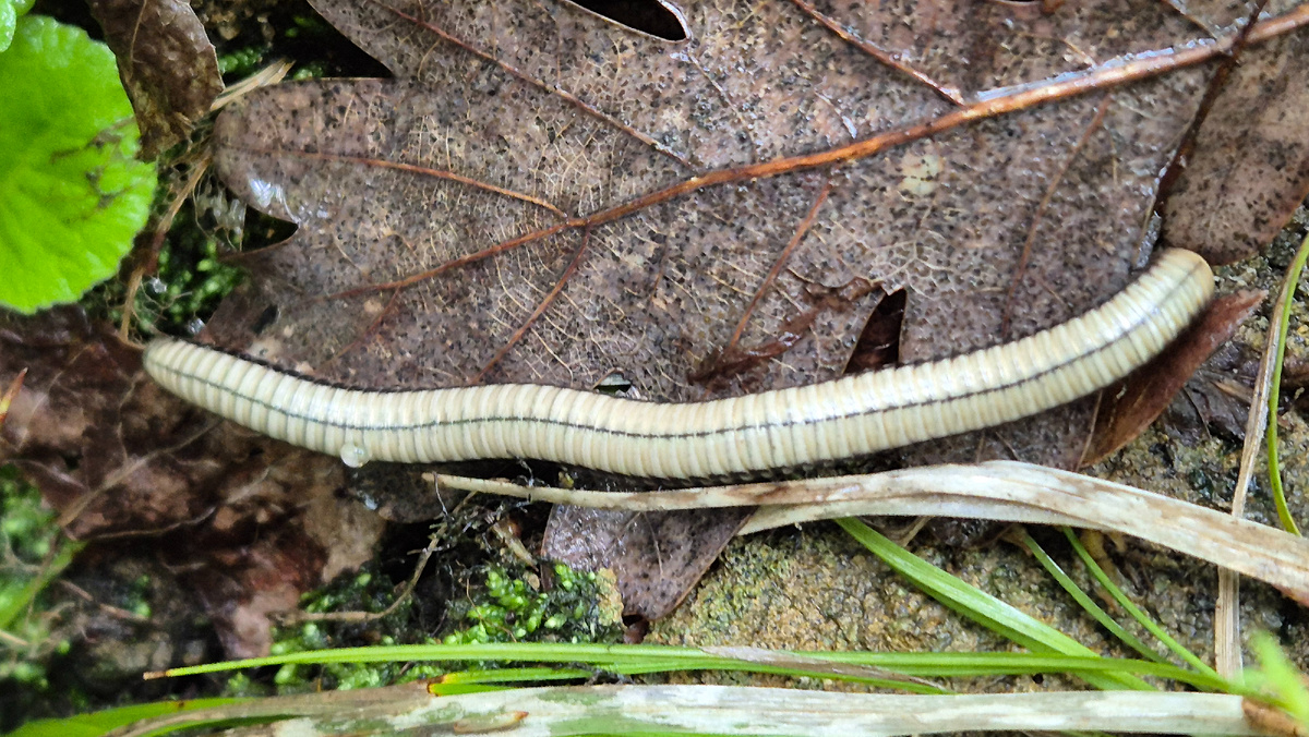 Белый кивсяк