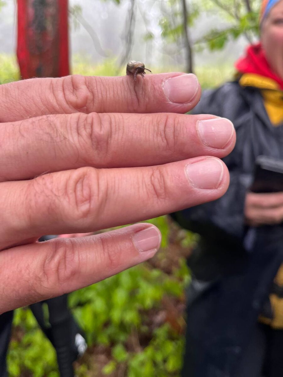 Белый кивсяк на моей ладони. Мамедово ущелье.