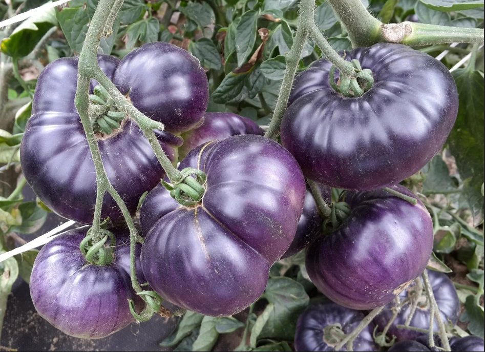 Томаты сорта "Фиолетовый титан" F1 на грядке