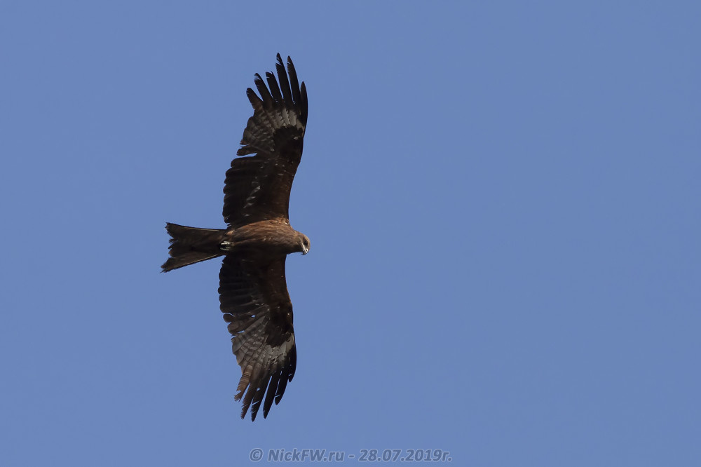 1. Чёрный коршун © NickFW.ru - 28.07.2019г.