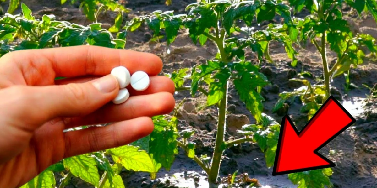 таблетка в лунку