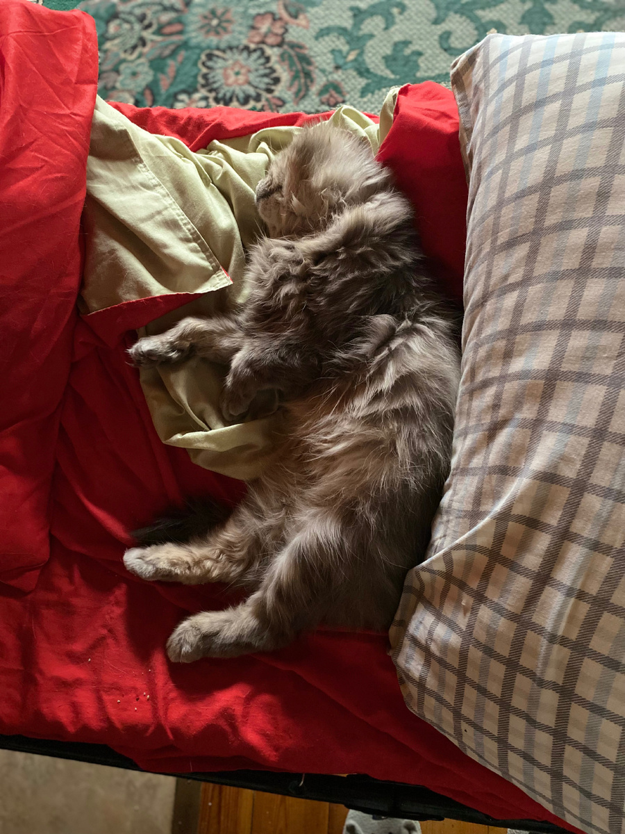 Как хорошо спать на раскладушке!