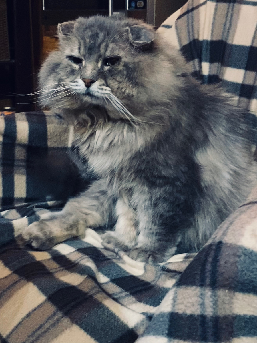 Изначально это был мой стул! Но теперь он Филин)) Везде фото автора.