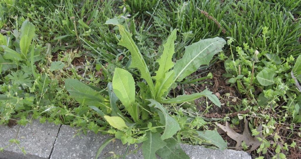 Как избавиться от сорняков раз и навсегда: 3 проверенных метода