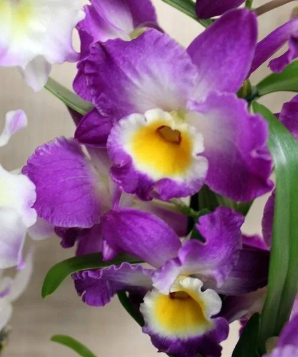 Должен цвести так.