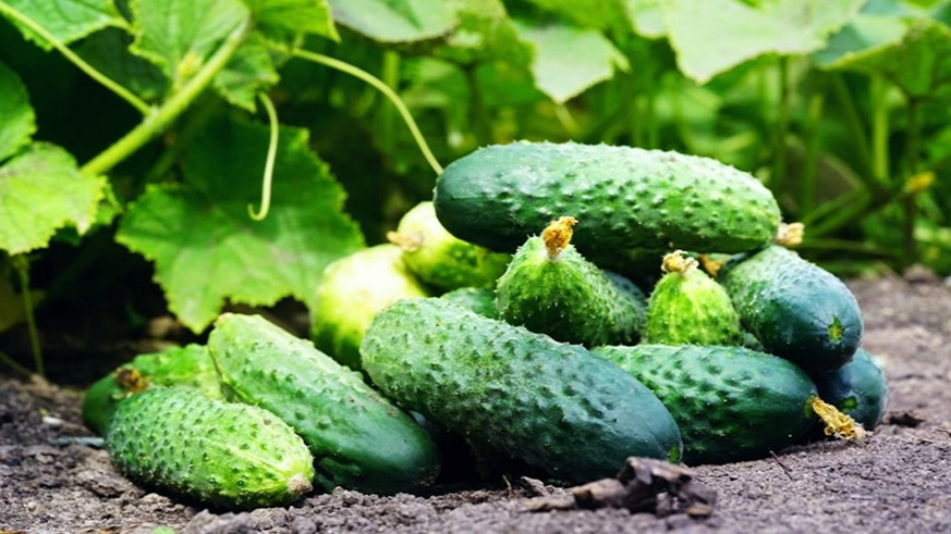 Урожай огурцов через месяц после начала применения монастырского метода подкормки