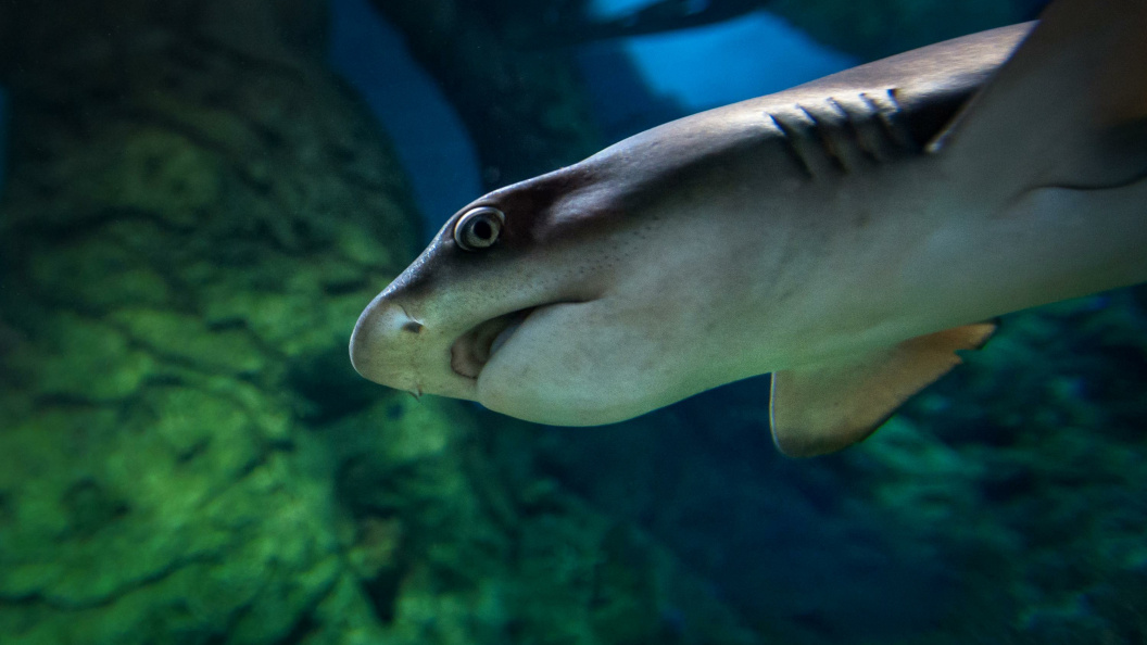    фото: Georgiy Rozov/Russian Look