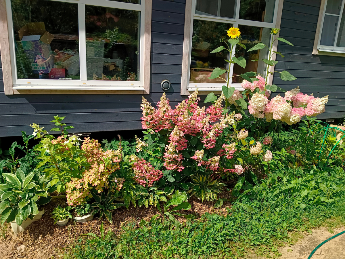 Хосты с гортензиями удивительно подружились! Фото из личного архива автора