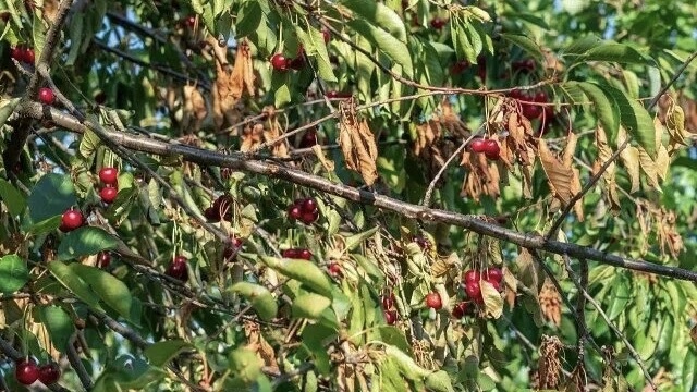 Типичная картина на пораженном дереве,ветка уже пргибла