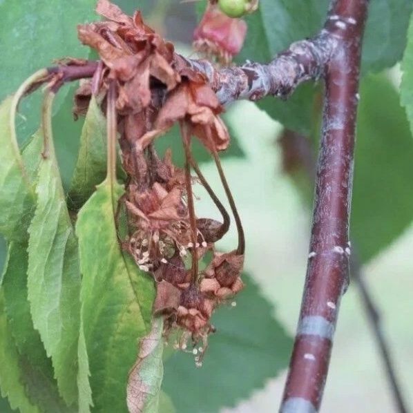 Цветы тоже не имеют шансов