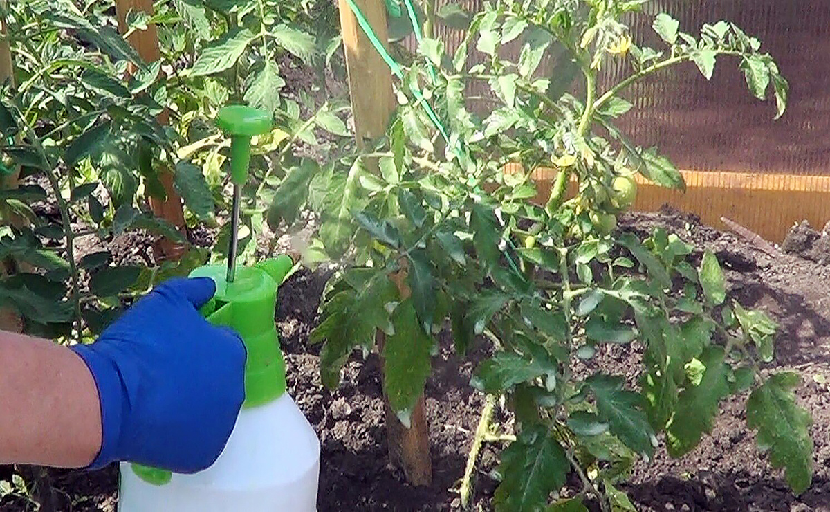 Внекорневая подкормка растений – это скорая помощь для ваших зеленых питомцев! Обратите внимание, что процедуру лучше проводить вечером или в пасмурный день, тщательно обрабатывая как верхнюю, так и нижнюю часть листьев. Помните, что нижняя сторона листа всасывает питательные вещества намного лучше благодаря более тонкой ткани.