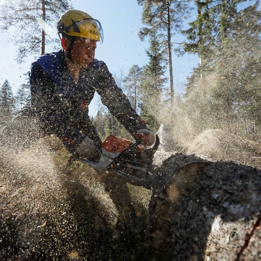 Спил деревьев