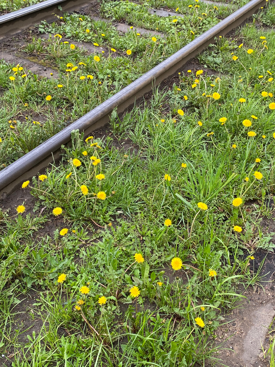 Одуванчики в Москве.