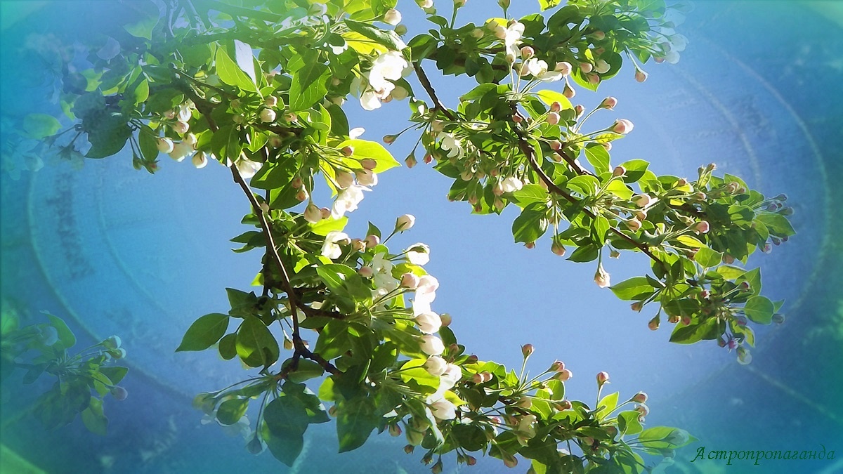 Гороскоп с 5 по 11 мая 2025: переключиться на позитив сложно, но можно и нужно | Недельный гороскоп