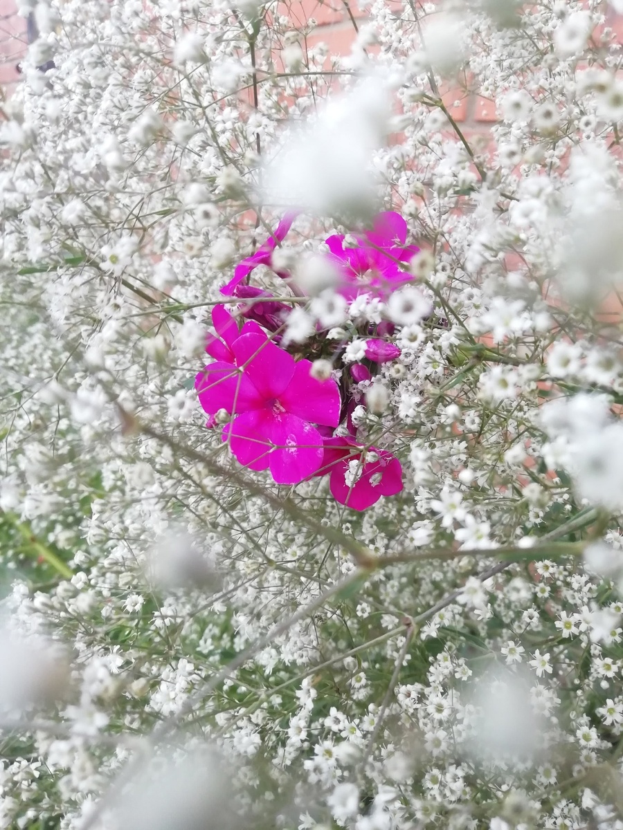 Фото автора. Гипсофила во время цветения. 