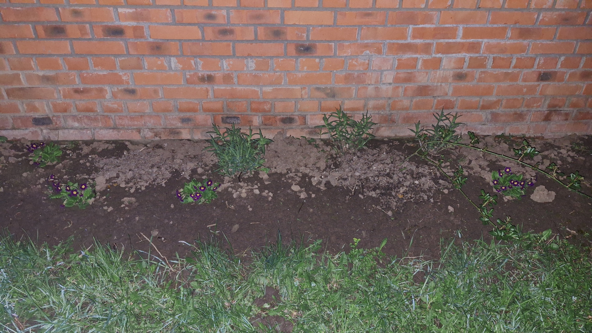 Фото автора. Три гипсофилы в кадре, одна не поместилась.