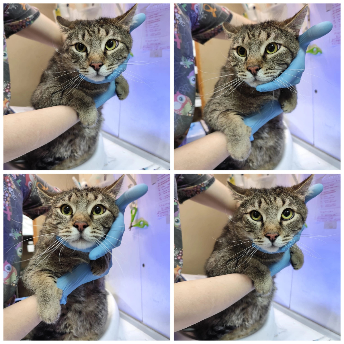 Халк домашний котик. Отдали вместе с другими котиками по причине болезни хозяйки. Очень милый котик.